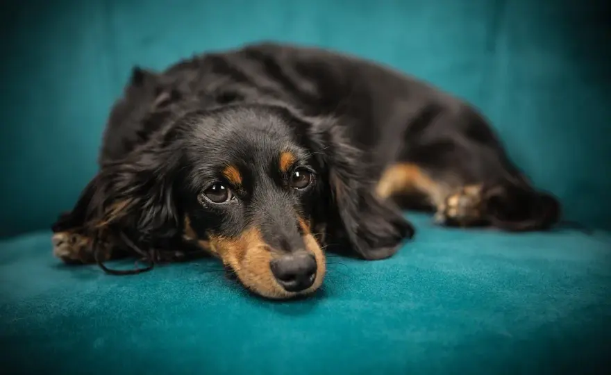 Jak ochronić kanapę przed psem? Porady i materiały pet friendly